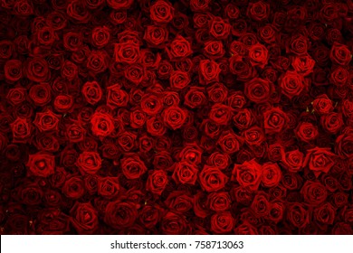 Red Rose Background.