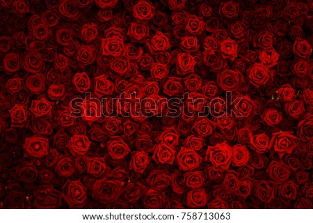 Red rose background.