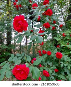 Red Rose Is Beautiful And Romantic, Spring Flower,may,queen.