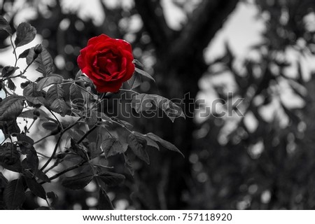 Red Rose Black White Background Stock Photo Edit Now 757118920