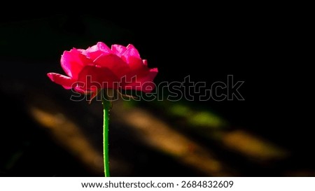 the red rose with blackbackground