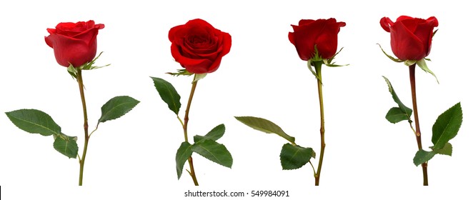 red rose bloom branch isolated