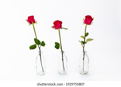 A red rose blooming in a glass bottle - Powered by Shutterstock