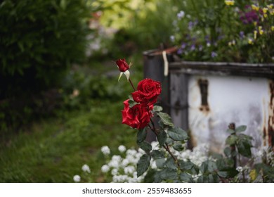 Red rose blooming with water droplets on petals, surrounded by lush green garden and white flowers near a rustic container. - Powered by Shutterstock