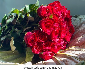 Red Rose Bouquet In Sunlight.