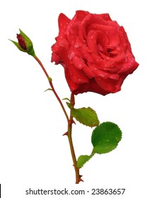 Red Rose With Bud