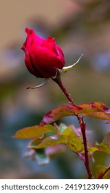 red rose bud , A red rose about to open along side a rose bud. Out of focus background 