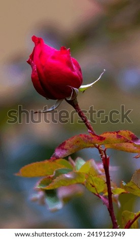 red rose bud , A red rose about to open along side a rose bud. Out of focus background 