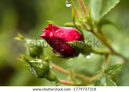 Red rose bud in the garden after the rain. Young bud of a red rose on a stem. Care of garden roses bushes.
Blooming garden roses and buds.