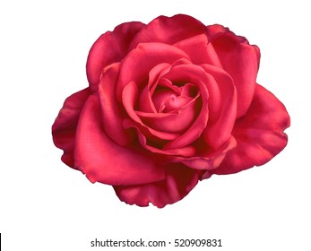 Red Rose On Isolated White Background Stock Illustration 1074945593 ...