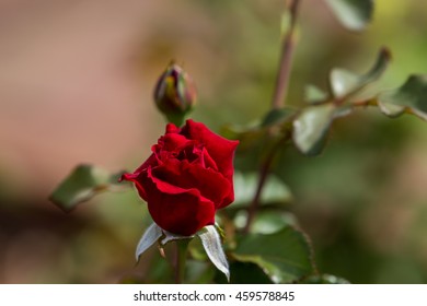 A Red Rose Bud, Winter Park, Orlando, Florida