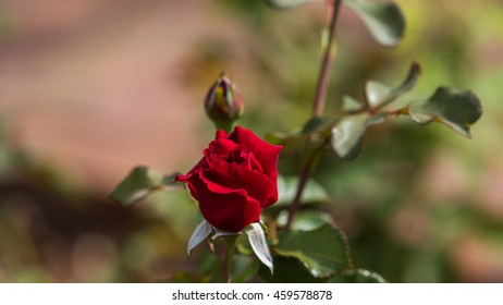 A Red Rose Bud, Winter Park, Orlando, Florida