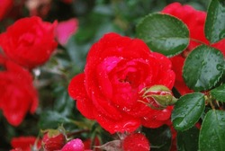 Red Rose Bush After A Hard Rain