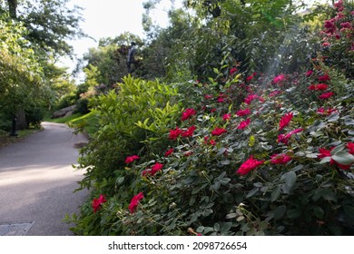 Red Rose Bush Along An Empty Walkway At Morningside Park In New York City