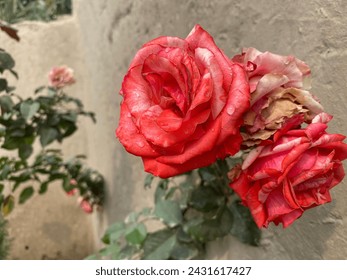 A red rose bush with a few wilting blooms sits next to a concrete wall - Powered by Shutterstock