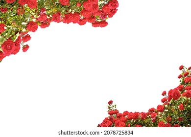 Red rose bush frame isolated on white, copy space, ideal for greeting cards and banner, graphic design