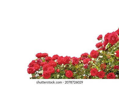 Red rose bush frame isolated on white, copy space, ideal for greeting cards and banner, graphic design