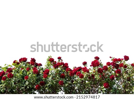 Red rose bush frame isolated on white, copy space, ideal for greeting cards and banner, graphic design, clipping path