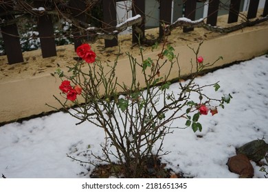 Red Rose Bush Under The Snow In December In The Garden. Berlin, Germany