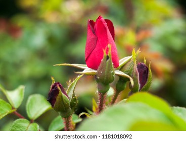 rose screensaver images stock photos vectors shutterstock