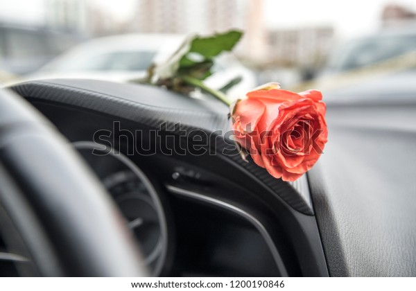 Red rose in a car
interior