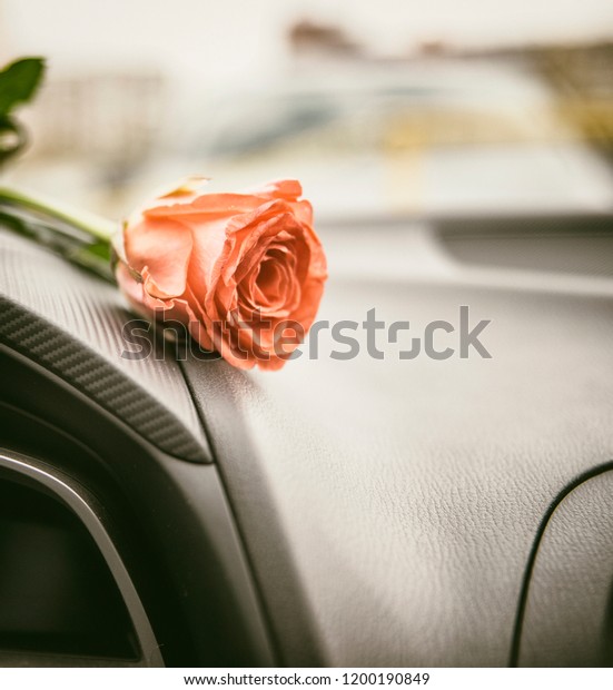 Red rose in a car\
interior