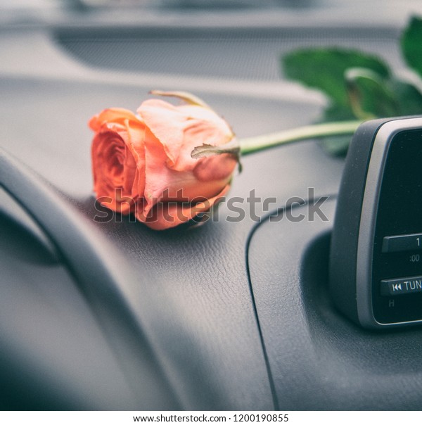 Red rose in a car\
interior