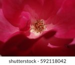 Red Rose Close Up