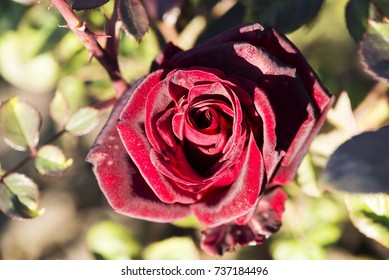 red rose close up 