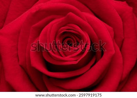 A Red Rose Close Up