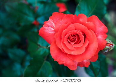 Red Rose Close Up. Green Leaves Of A Rose Bush. Blooming Rose On A Bush, Top View.