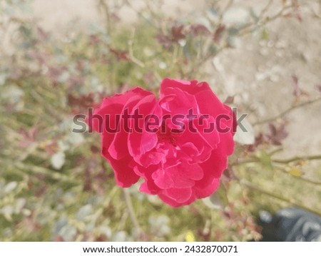 Red rose close up, Red rose isolated, red rose in garden