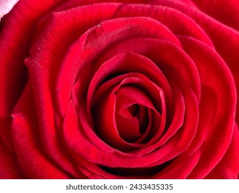 red rose close-up. Centre of red rose. Large, bright rose. - Powered by Shutterstock