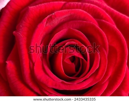 red rose close-up. Centre of red rose. Large, bright rose.