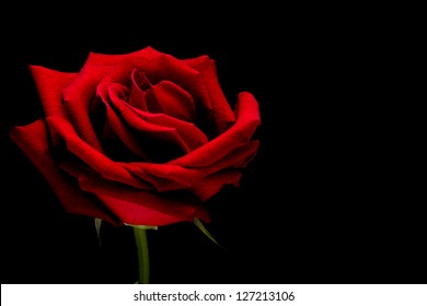 Red Rose On Black Background Images Stock Photos Vectors