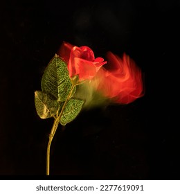 Red rose closeup on a black background with  lit red trail, abstract concept, long exposure