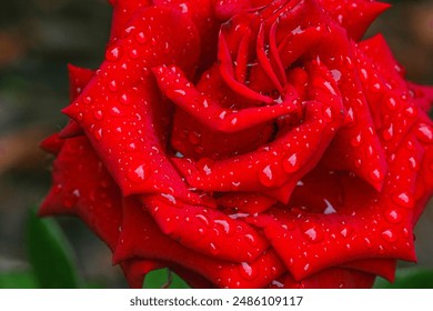 A red rose covered in water droplets. - Powered by Shutterstock
