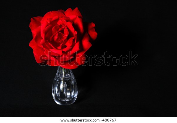 Red Rose Crystal Bud Vase Stock Photo Edit Now 480767