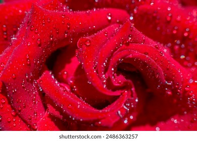 Red rose with dew drops close-up - Powered by Shutterstock