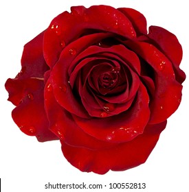 red rose with dew isolation on white - Powered by Shutterstock