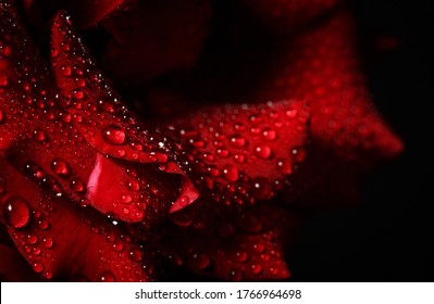 Flower Drops Black Background Images Stock Photos Vectors Shutterstock