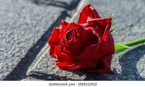 Rose Single Ground Hd Stock Images Shutterstock