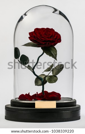 red rose in a flask from the movie 
