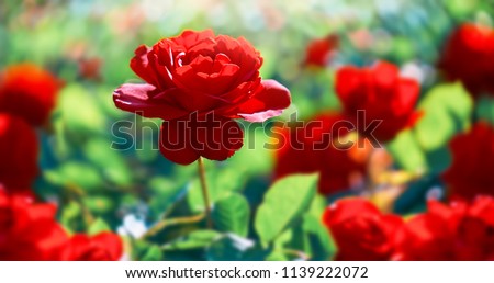 Red rose flower. Background.