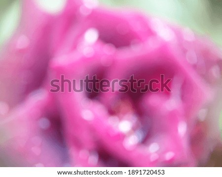 Similar – Tulpe Blüte Blume rot rosa