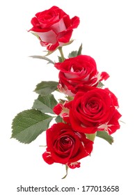 Red Rose Flower Bouquet Isolated On White Background Cutout