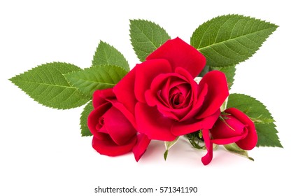 Red Rose Flower Bouquet Isolated On White Background Cutout.