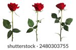 Red rose flower with clipping path, side view. Beautiful single red rose flower on stem with leaves isolated on white background. Naturе object for design to Valentines Day, mothers day, anniversary