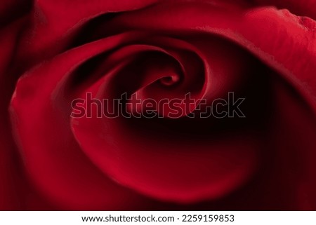 Red rose flower closeup macro. Low key photo