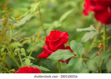 Red Rose Flower At Garden, Nature Concept, Beautiful Opening Red Rose On Black Background. Petals Of Blooming Pink Rose Flower Open, Time Lapse, Close-up. Holiday, Love, Birthday. Bud Closeup. Macro.